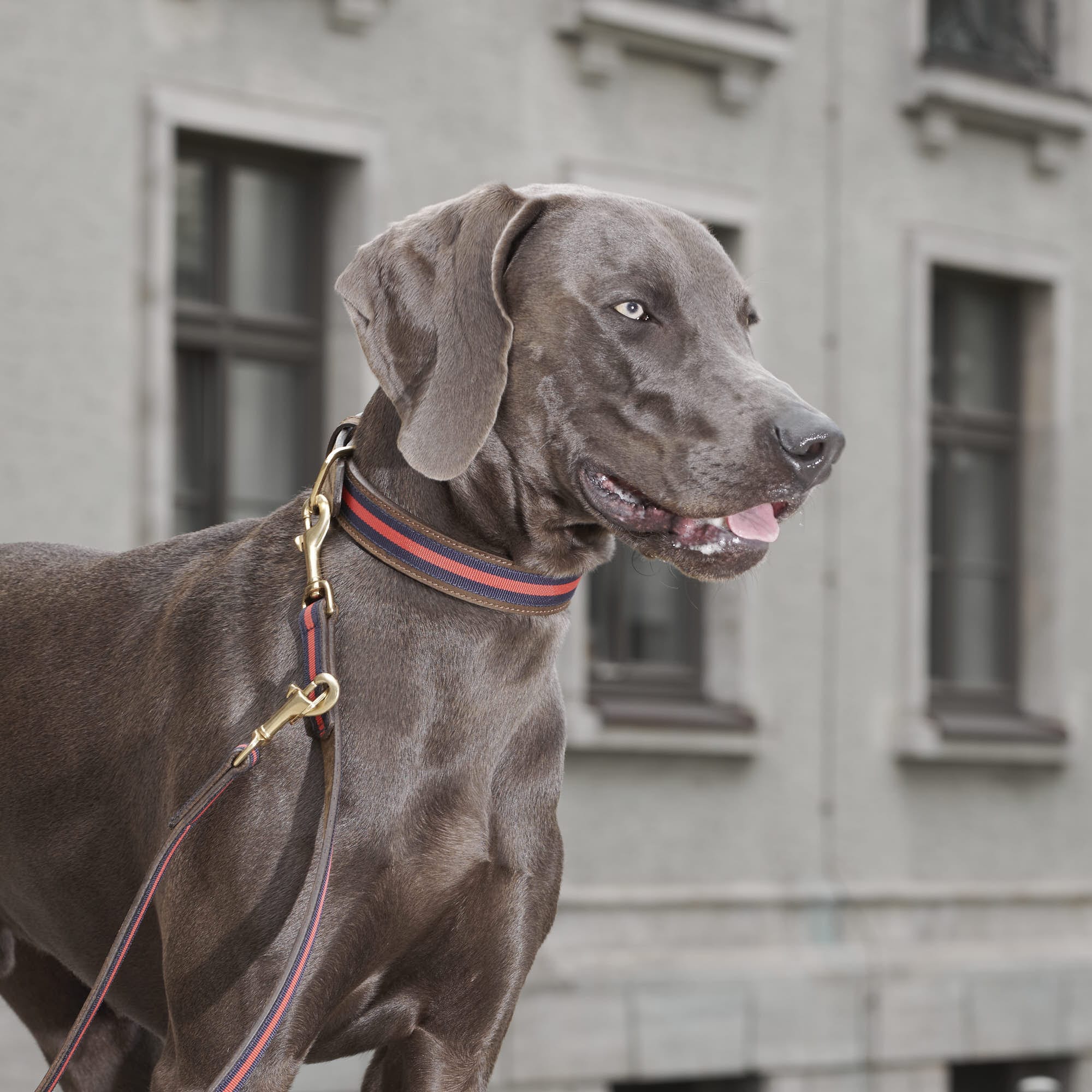 Leer halsband Charles // Limited - Image 9