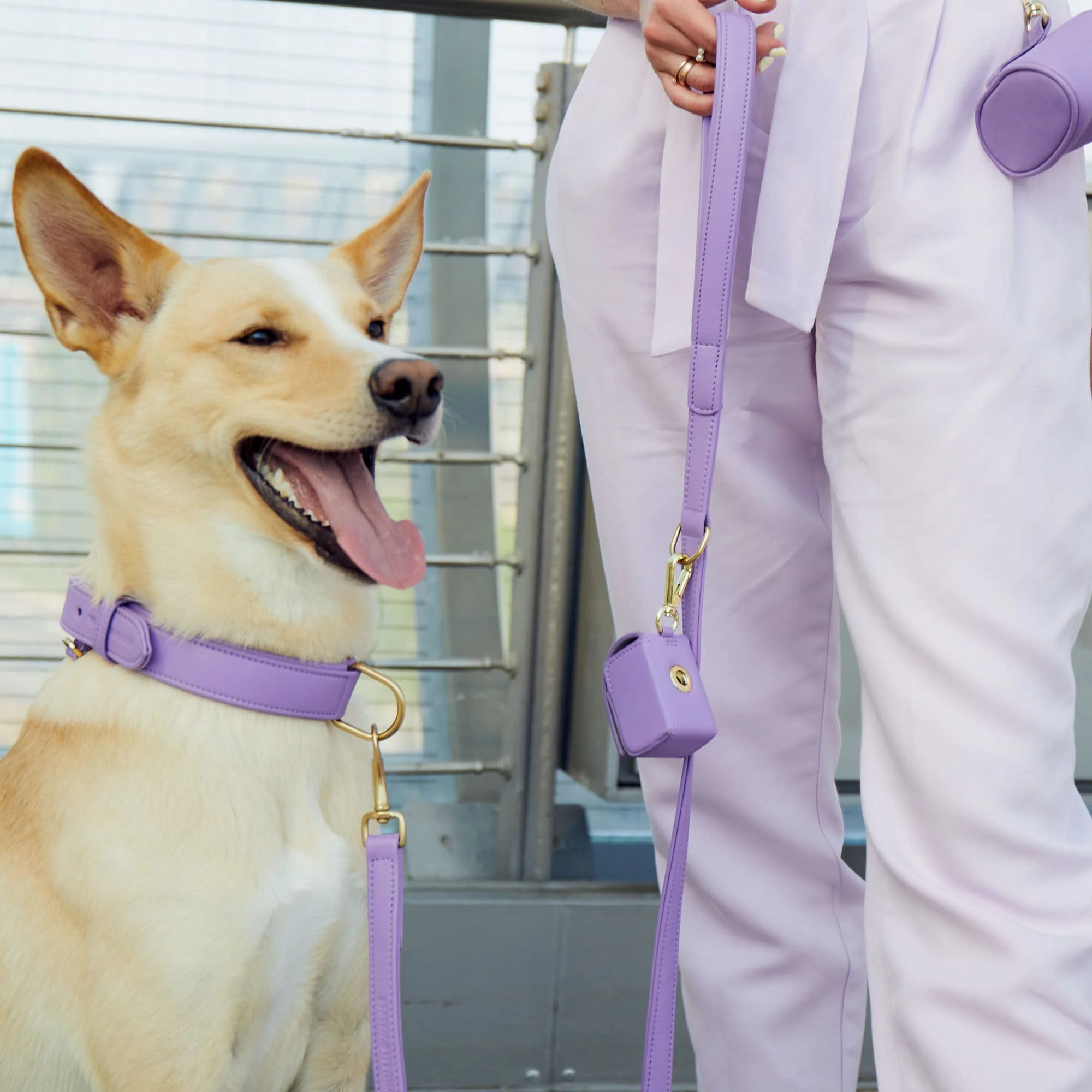 Leren halsband voor honden Lavender (Paars) - Image 10