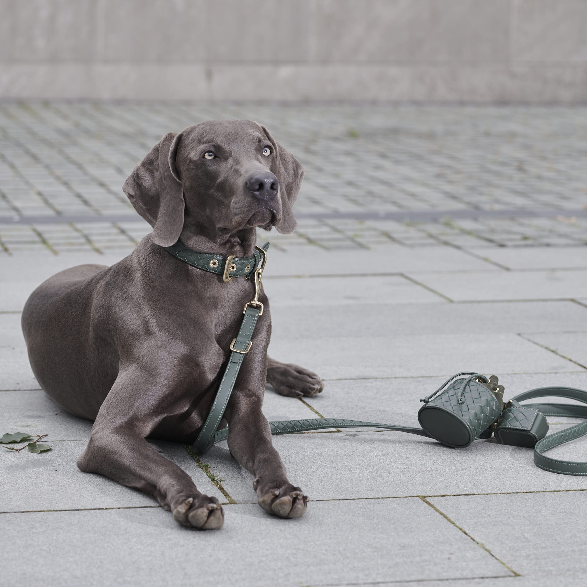 Leren halsband Prestige Forest (bosgroen) - Image 11