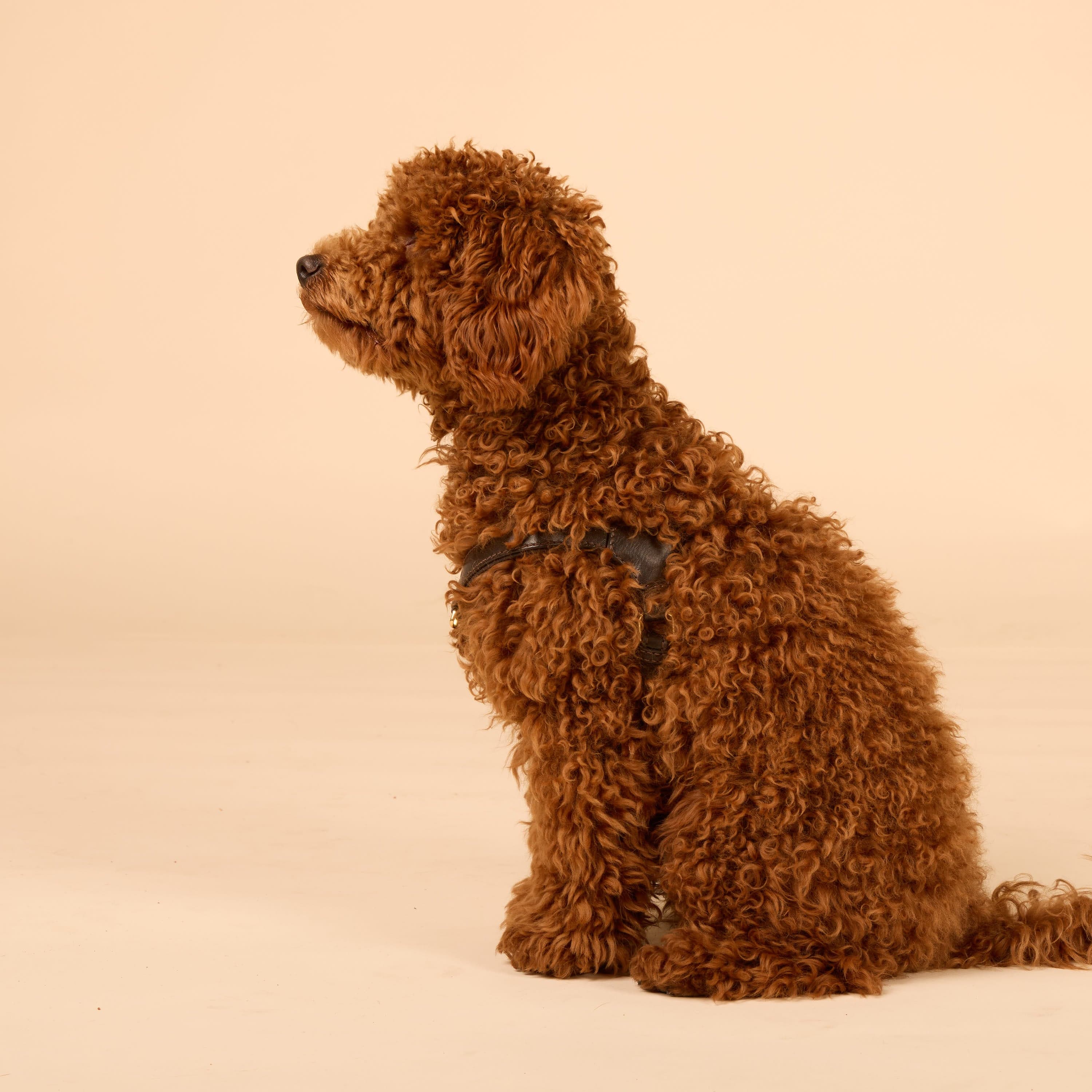 Step-In Leren Hondentuig Pico voor Kleine Honden - Image 90