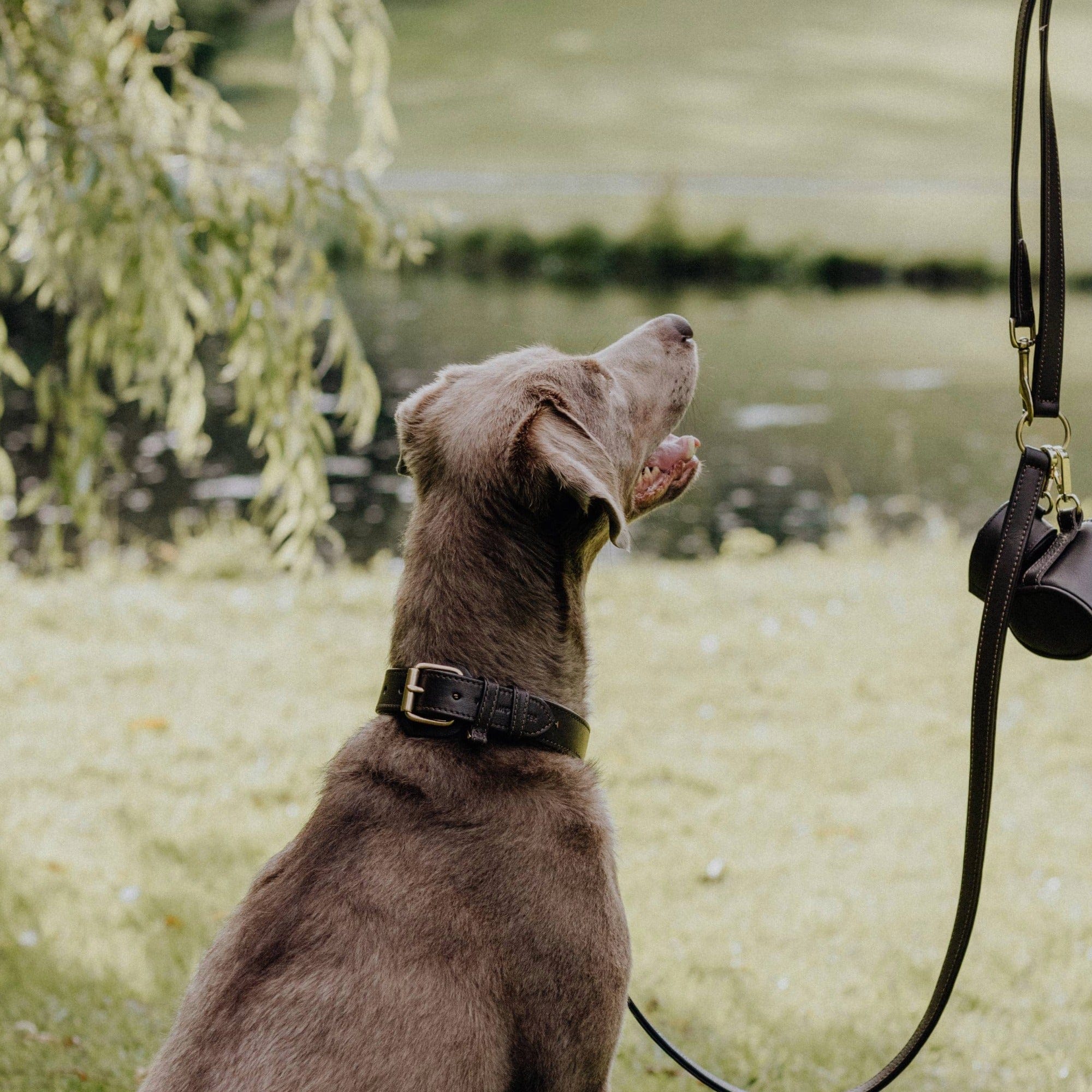 Leren halsband Earth (Bruin) - Image 14