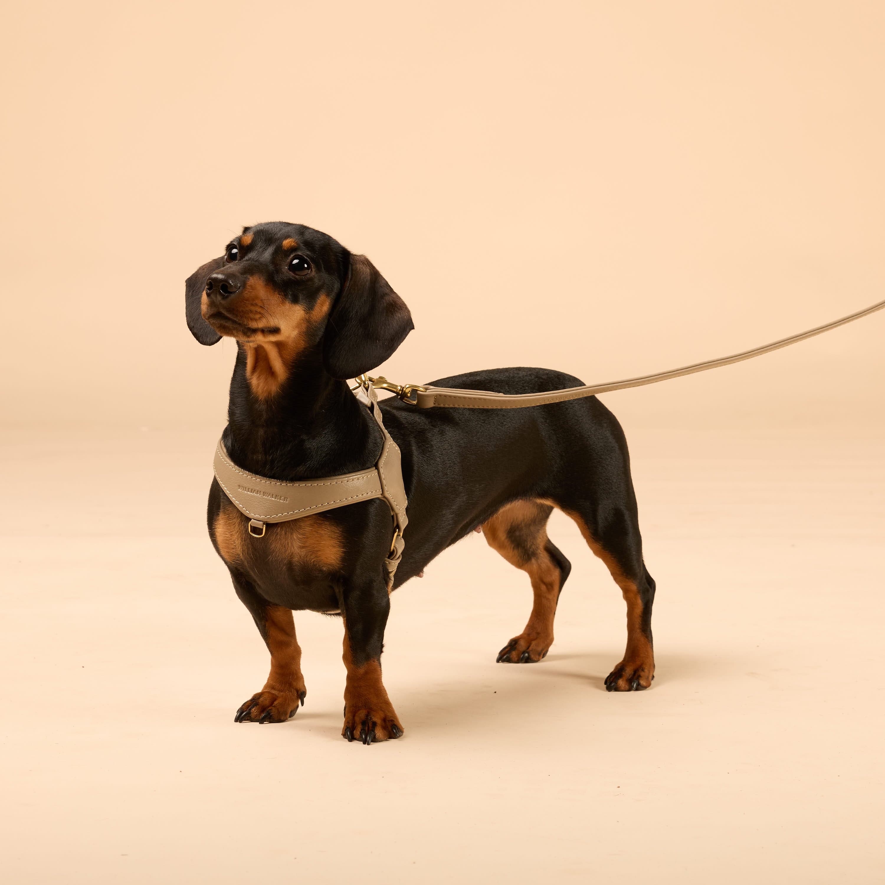 Premium Leerbundel Configurator voor kleine honden - Image 11