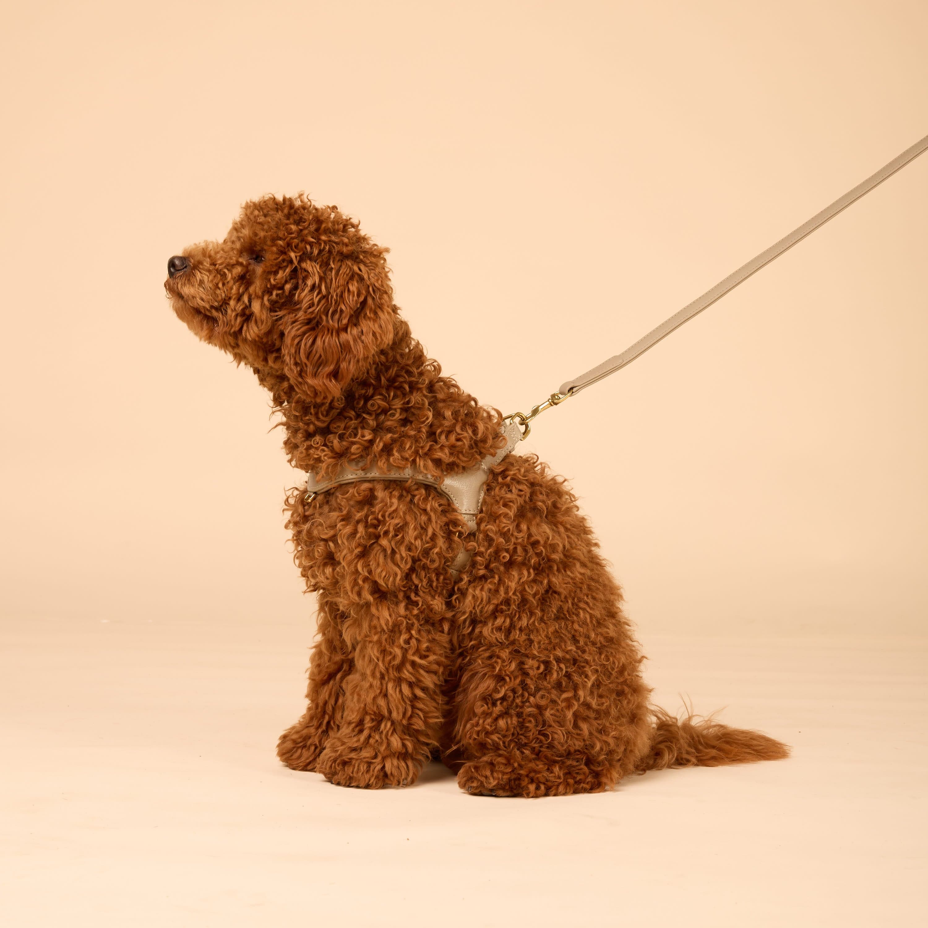 Premium Leerbundel Configurator voor kleine honden - Image 14