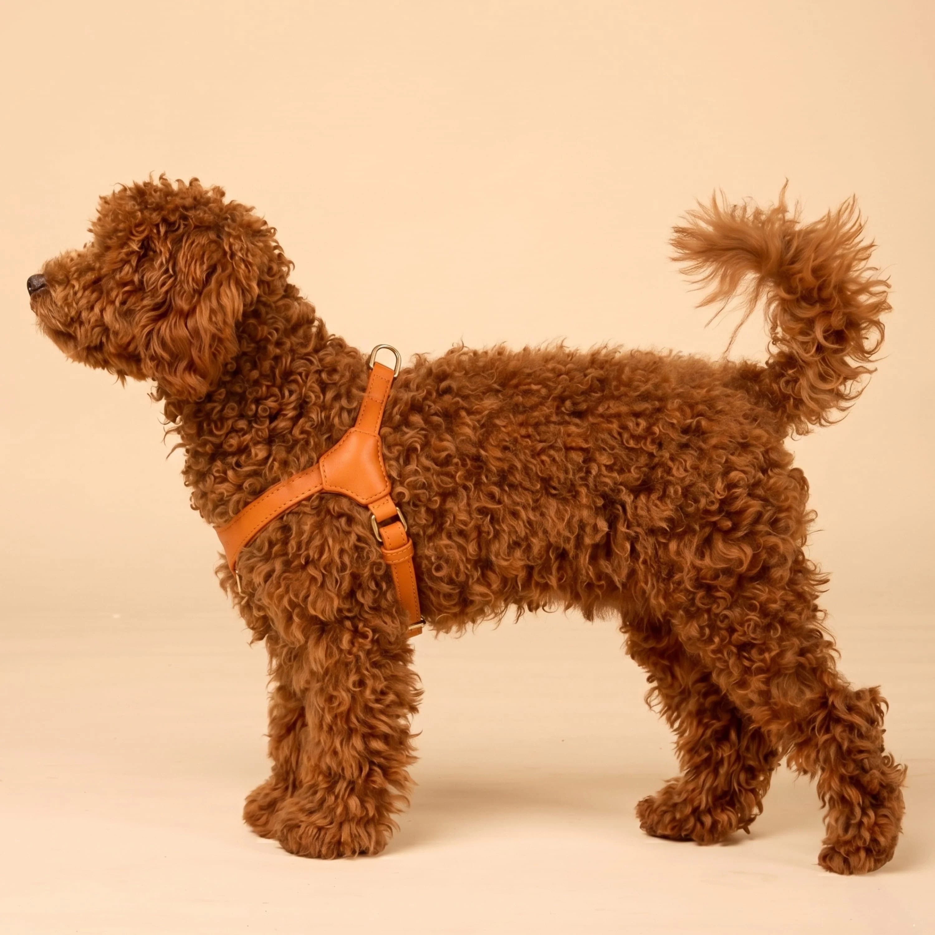 Premium Leerbundel Configurator voor kleine honden - Image 16