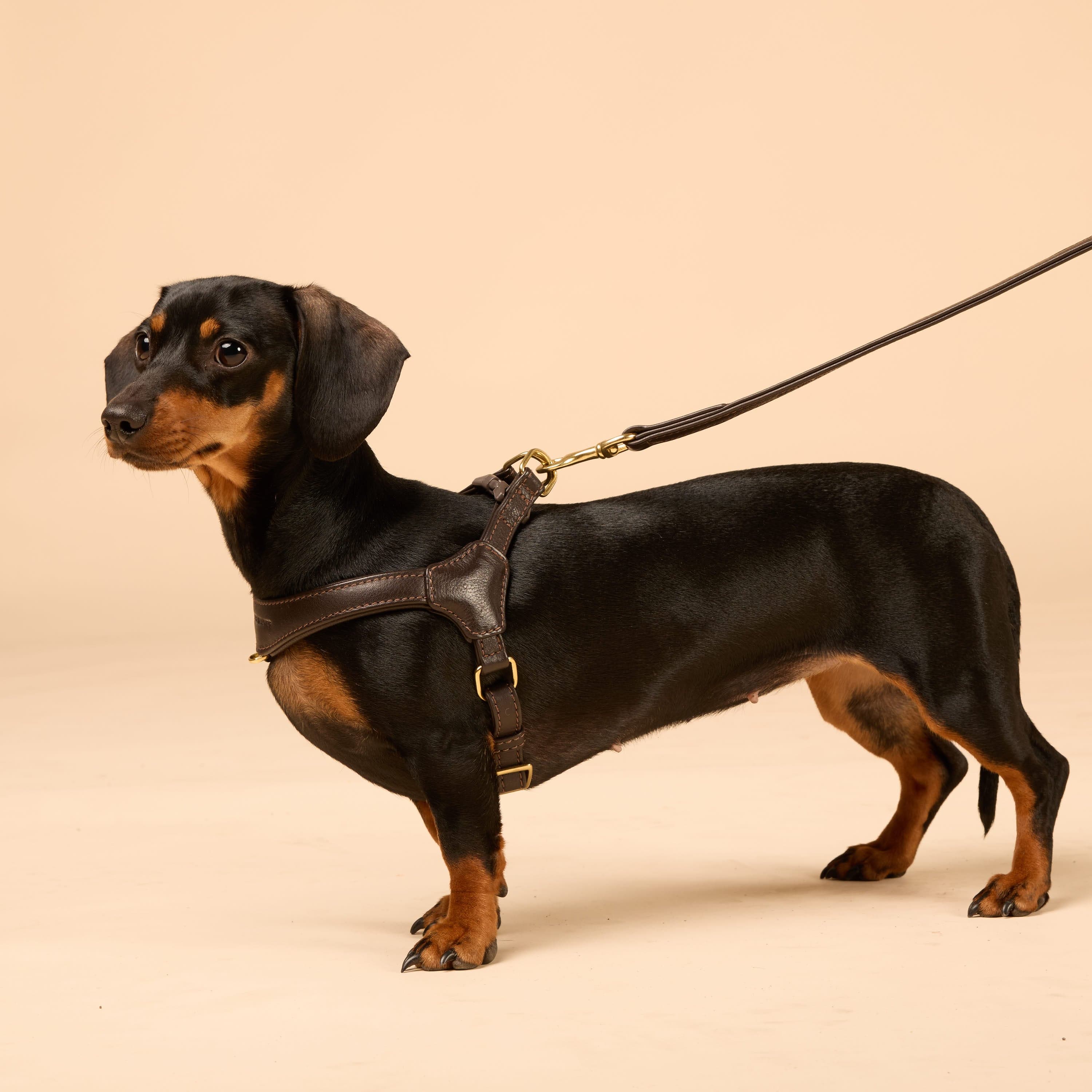 Premium Leerbundel Configurator voor kleine honden - Image 17
