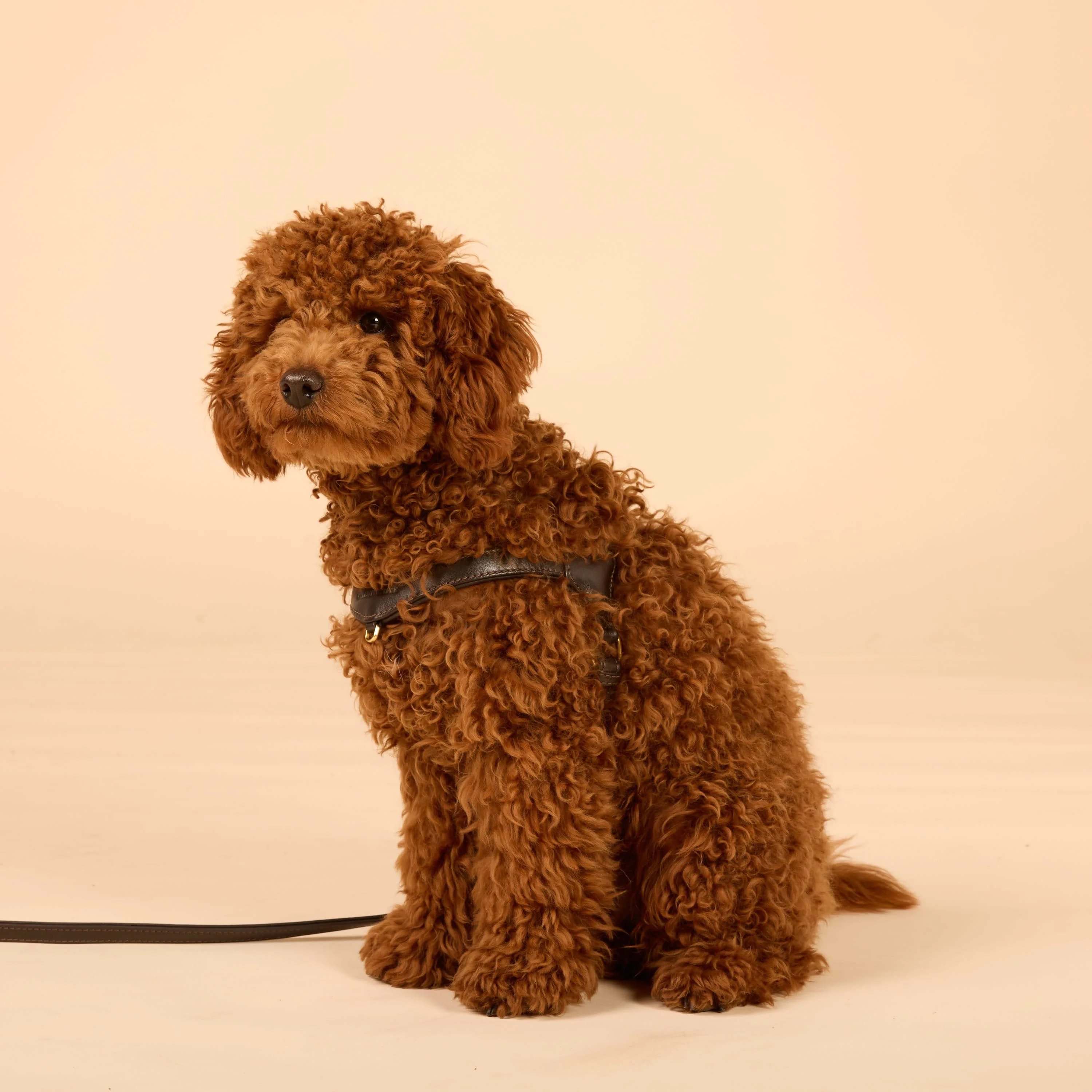 Premium Leerbundel Configurator voor kleine honden - Image 19