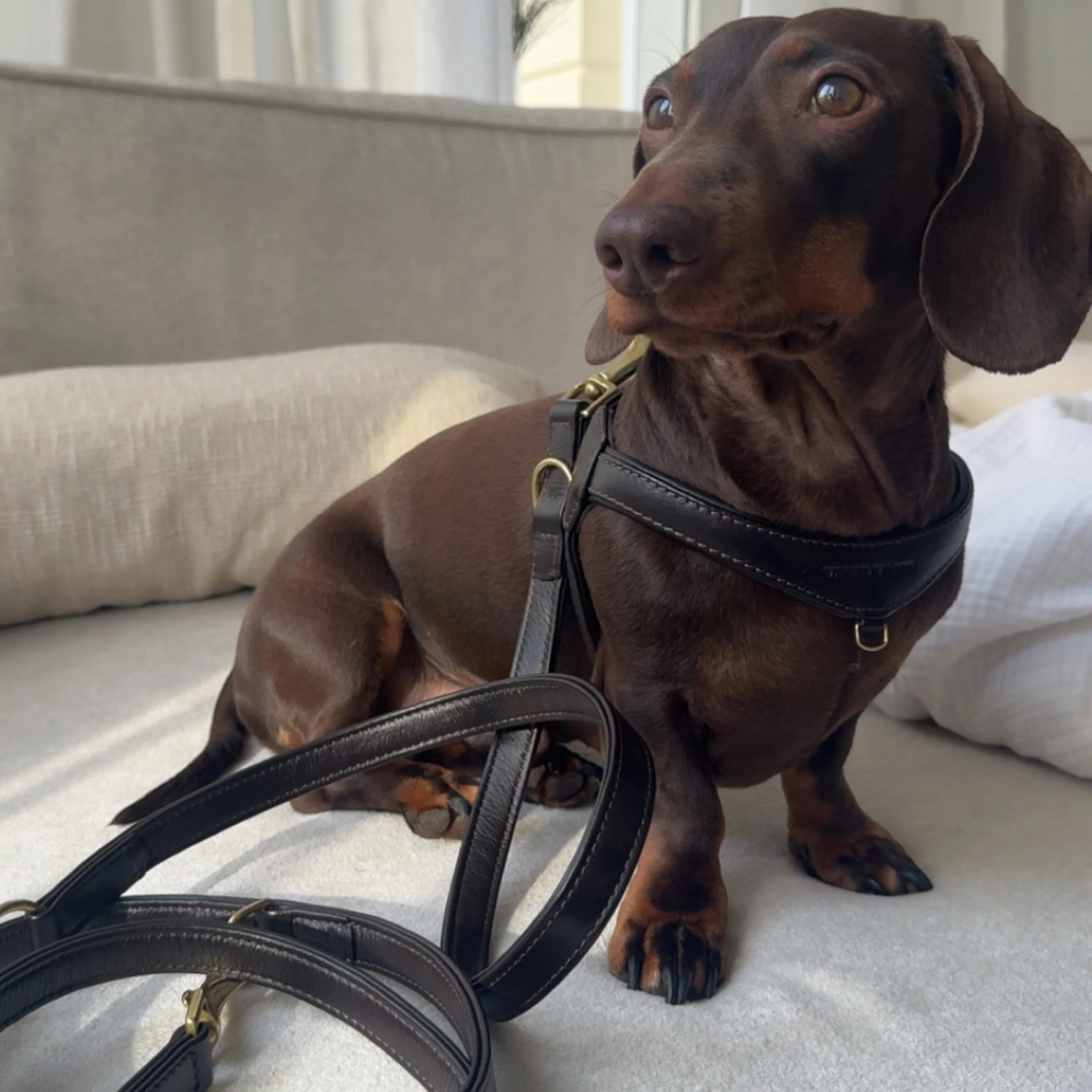 Premium Leerbundel Configurator voor kleine honden - Image 21